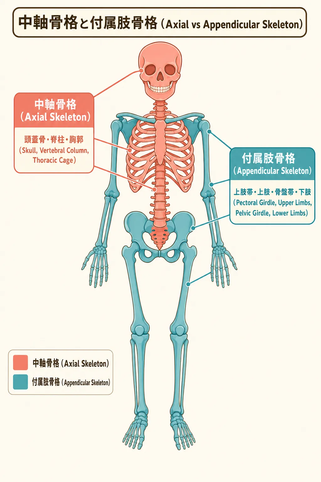 <span class="jp-term"><span class="jp-term-ja">中軸骨格</span><span class="jp-term-en">axial skeleton</span><span class="jp-term-pair jp-term-ja-en" data-pagefind-ignore>中軸骨格（axial skeleton）</span><span class="jp-term-pair jp-term-en-ja" data-pagefind-ignore>axial skeleton（中軸骨格）</span></span>と<span class="jp-term"><span class="jp-term-ja">付属肢骨格</span><span class="jp-term-en">appendicular skeleton</span><span class="jp-term-pair jp-term-ja-en" data-pagefind-ignore>付属肢骨格（appendicular skeleton）</span><span class="jp-term-pair jp-term-en-ja" data-pagefind-ignore>appendicular skeleton（付属肢骨格）</span></span>