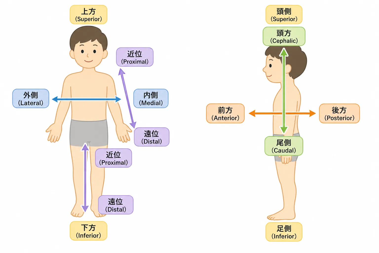 Anatomical Orientation Image