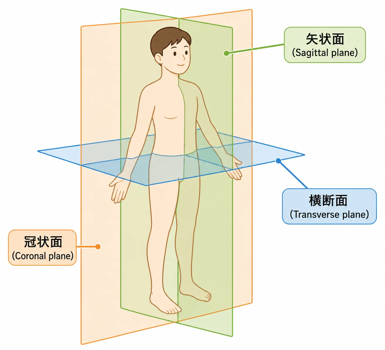 人体の面の画像