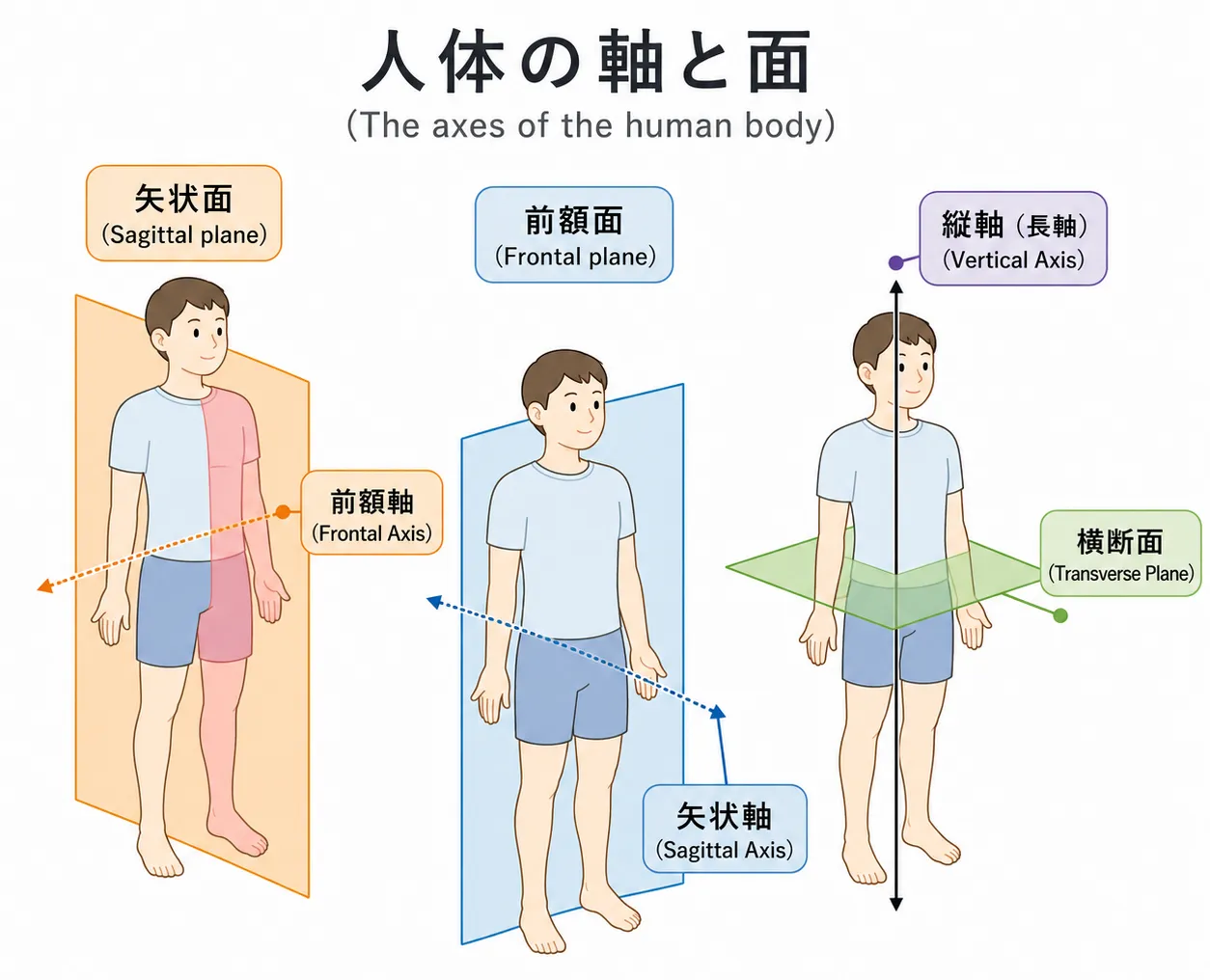 人体の軸と面の画像