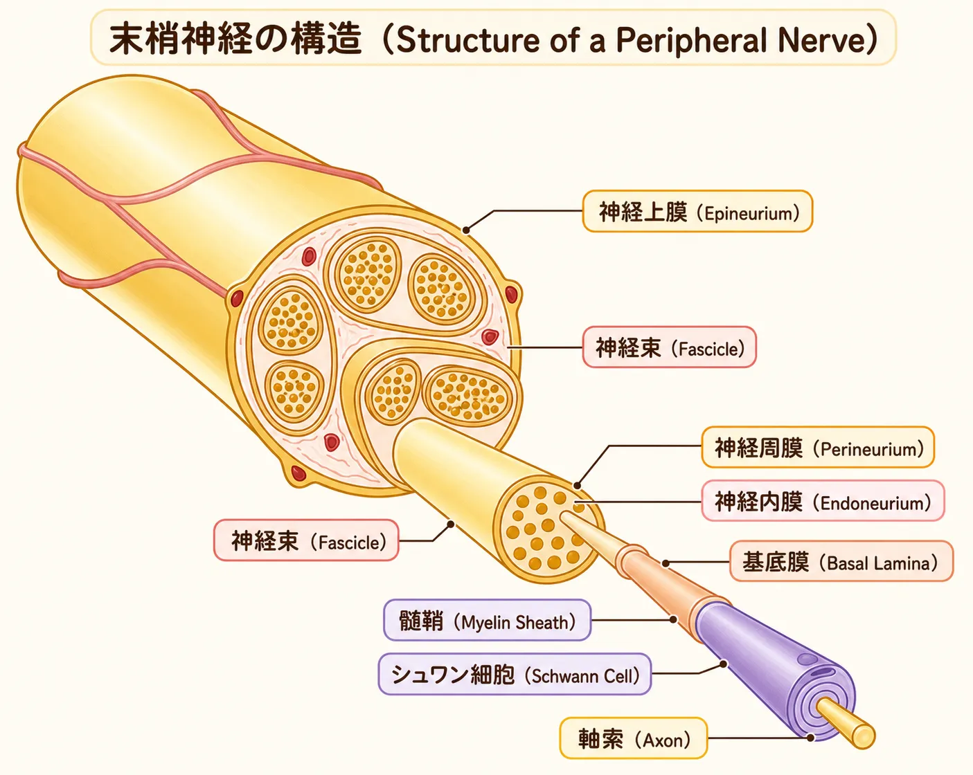 末梢神経の構造