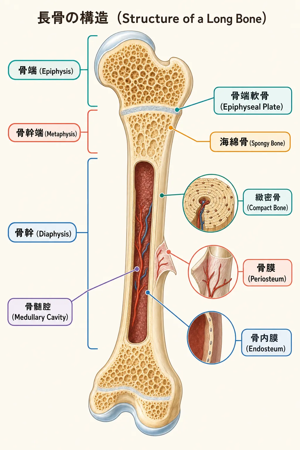 <span class="jp-term"><span class="jp-term-ja">長骨</span><span class="jp-term-en">long bone</span><span class="jp-term-pair jp-term-ja-en" data-pagefind-ignore>長骨（long bone）</span><span class="jp-term-pair jp-term-en-ja" data-pagefind-ignore>long bone（長骨）</span></span>の構造