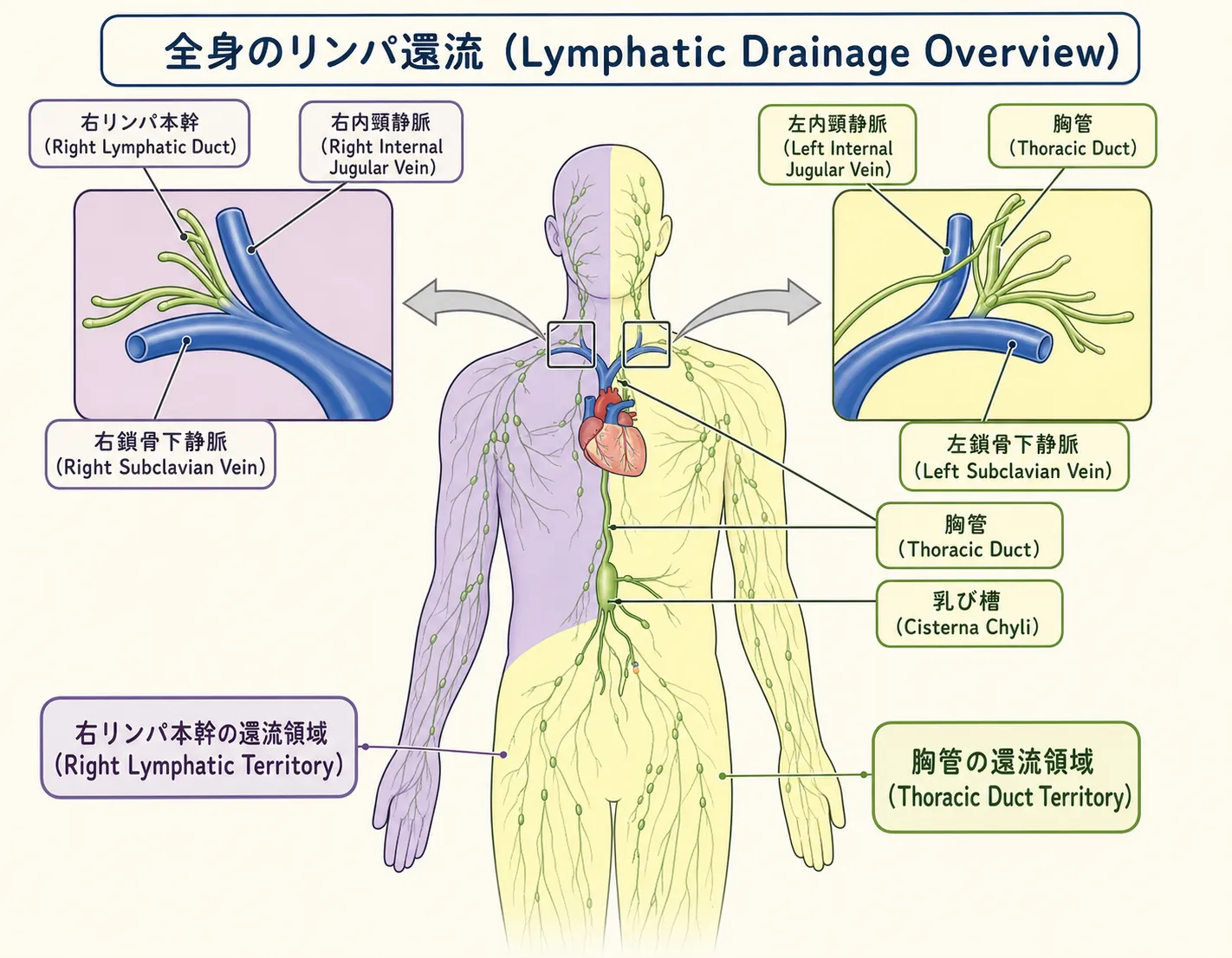 全身の<span class="jp-term jp-term-first"><span class="jp-term-ja">リンパ還流</span><span class="jp-term-en">lymphatic drainage</span><span class="jp-term-pair jp-term-ja-en" data-pagefind-ignore>リンパ還流（lymphatic drainage）</span><span class="jp-term-pair jp-term-en-ja" data-pagefind-ignore>lymphatic drainage（リンパ還流）</span></span>