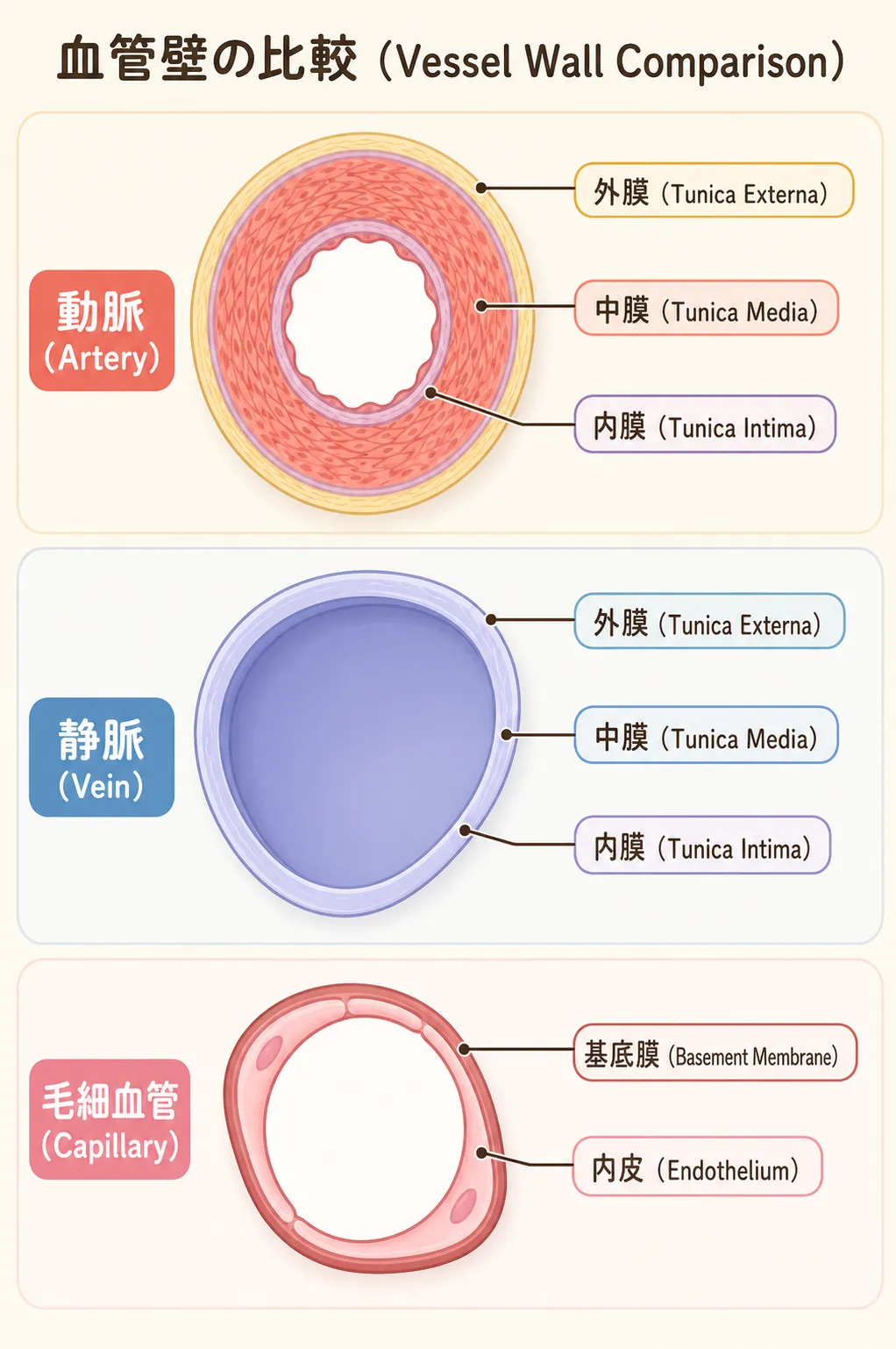 血管壁の比較